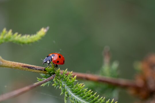 close up of seven spotted ladybug ladybird walking along a branch with a blurred green background