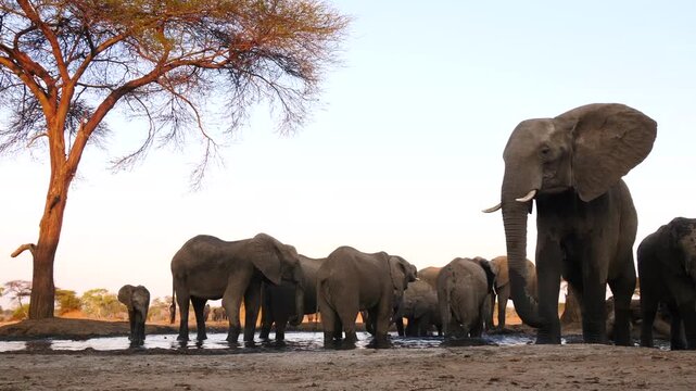 elephants at waterhole from a frog&rsquo;s perspective, drinking and walking 324