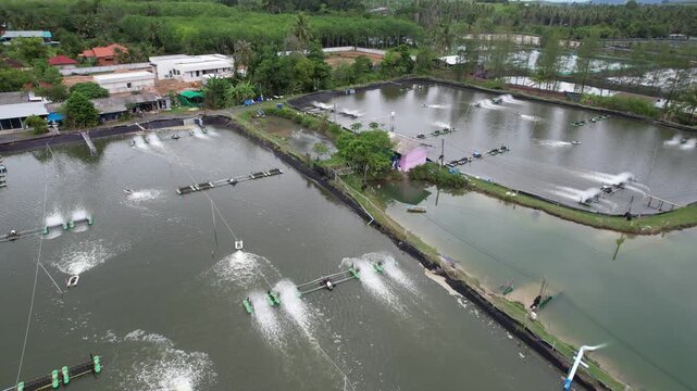 Aerial drone footage of shrimp farming ponds with paddle wheel aerators operating in rural Thailand, aquaculture industry, sustainable seafood production concept.