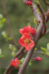 Flowering escape of Japanese quince