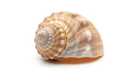 Fototapeta premium Isolated sea shell on a white background natural ocean decor