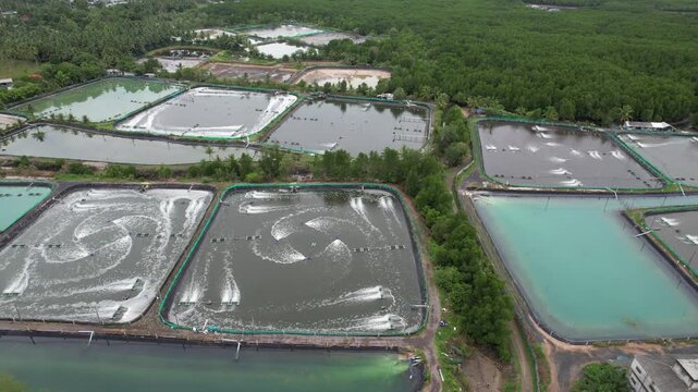 Aerial drone footage of shrimp farming ponds with paddle wheel aerators operating in rural Thailand, aquaculture industry, sustainable seafood production concept.