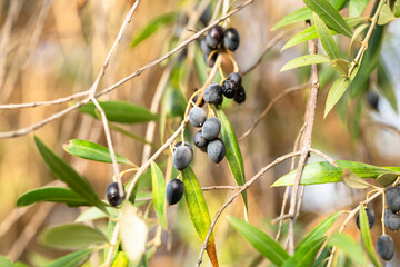 Blue-black olives grows on a leafy olive tree branch.