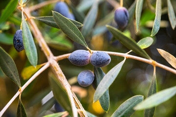 Close view of ripe black olives