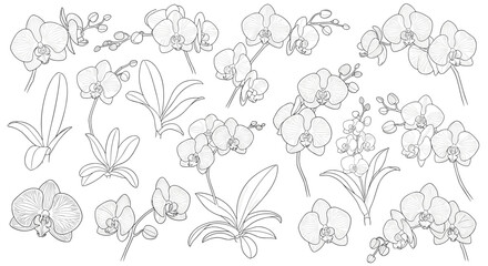 Fototapeta premium Dotted line orchid illustration.