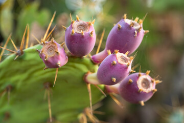 Pink prickly pear fruit grows from a green cactus pad.