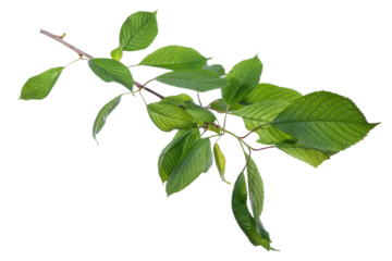 High-quality isolated green branch with fresh spring and summer leaves on transparent background