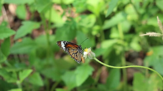 Slow motion video of Common Tiger Butterfly find nectar on grass flowers and fly away.