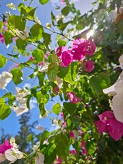 Bright pink and white bougainvillea flowers illuminated by the sun against a clear blue sky. The sunlight filters through the delicate petals and green leaves, creating a vibrant tropical atmosphere