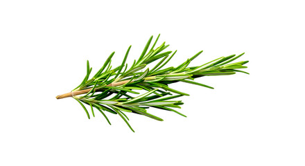 Fototapeta premium A fresh sprig of fragrant green rosemary herb with needle like leaves isolated on transparent background