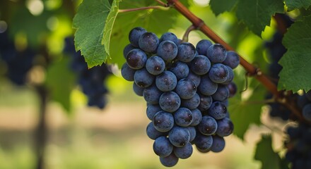 Ripe Bunch of Dark Red Grapes Hanging on a Vine in a Vineyard at Sunset
