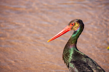 South Africa, Kruger National Park, Black Stork (Ciconia nigra)