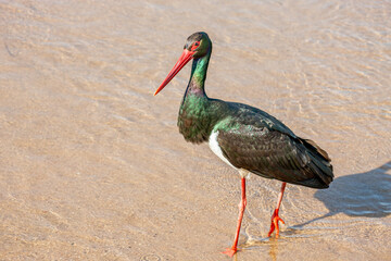 South Africa, Kruger National Park, Black Stork (Ciconia nigra)