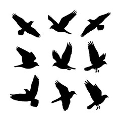Birds Silhouettes in Flight Against Clear Sky