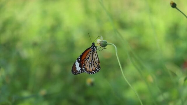 Slow motion video of Common Tiger Butterfly find nectar on grass flowers and fly away.