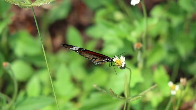 Slow motion video of Common Tiger Butterfly find nectar on grass flowers and fly away.