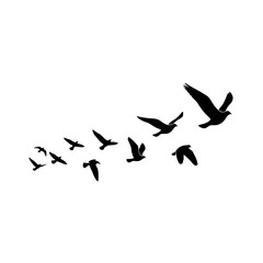 Flock of Birds Silhouettes Soaring Through the Sky