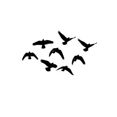 Birds Silhouette Flying in Formation 