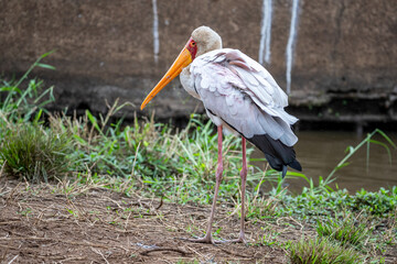 South Africa, Kruger National Park, Yellow-billed Stork (Mycteria ibis)