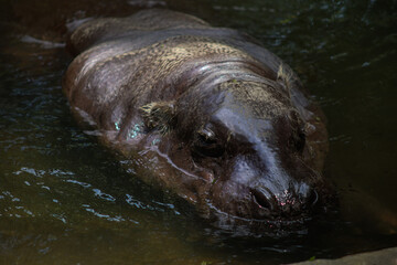 Pygmy Hippopotamus Swimming in Water