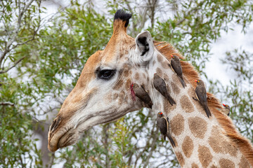 South Africa, Kruger National Park, Red-billed Oxpecker (Buphagus erythrorhynchus) on Giraffe