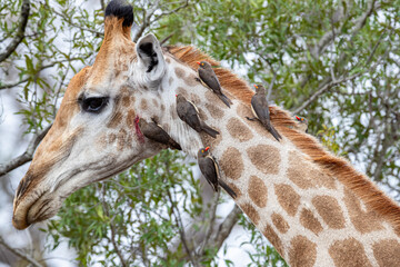 South Africa, Kruger National Park, Red-billed Oxpecker (Buphagus erythrorhynchus) on Giraffe