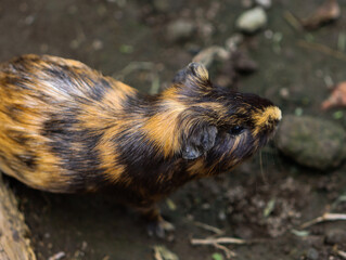 Top View of Tricolor Guinea Pig with Black, Brown, and Orange Fur on Soil