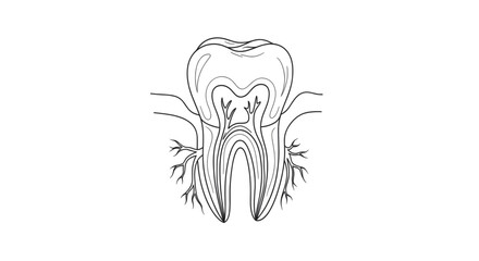 Tooth anatomy with roots and pulp symbolizing dental health, oral care, and medical education. Line art vector illustration, isolated on a transparent background