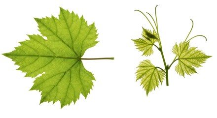 Vibrant Green Grape Leaves and Tendrils on White Background, Nature and Botany
