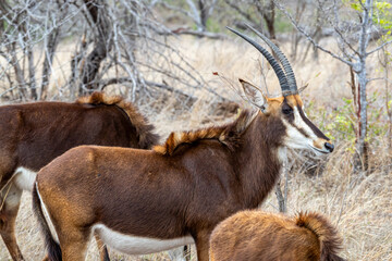 South Africa, Kruger National Park, Sable antelope - Pala Pala (Hippotragus niger niger)