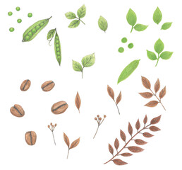 완두콩과 커피, 잎을 손그림으로 그린 일러스트