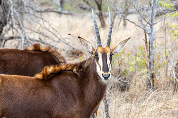 South Africa, Kruger National Park, Sable antelope - Pala Pala (Hippotragus niger niger)