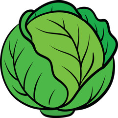 Fresh green cabbage vegetable illustration with detailed leaves, healthy organic food icon for farm market, vegan menu, and natural product design