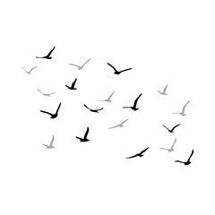 A flock of flying silhouette birds. Black on white