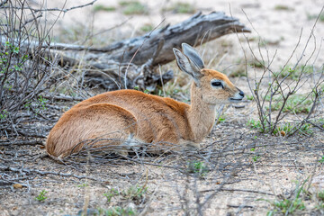 South Africa, Kruger National Park, Steenbok (Raphicerus campestris)