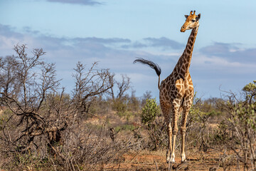 South Africa, Kruger National Park, Giraffe (Giraffa camelopardalis)