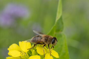 Bee pollinates bright yellow flower in a vibrant spring garden filled with various plants and blooms near a gentle breeze