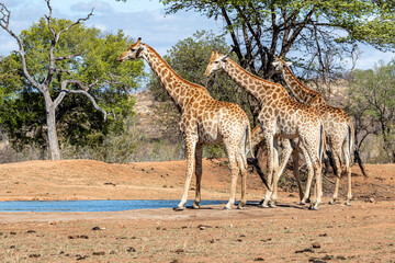 South Africa, Kruger National Park, Giraffe (Giraffa camelopardalis)