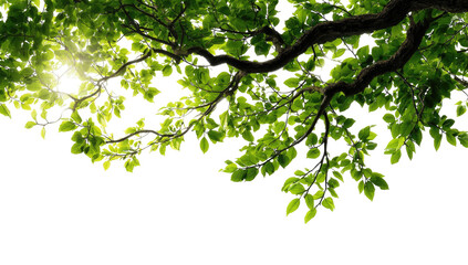 Obraz premium Lush green leaves and branches of a tree, illuminated by sunlight