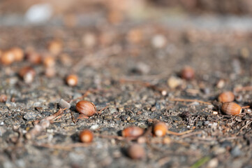 Acorns on the Ground in Autumn
