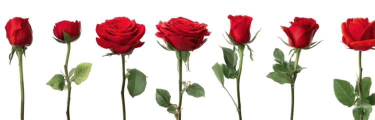 Red roses in a row against black background.  Seven blossoms with varying degrees of openness, each on a stem with leaves