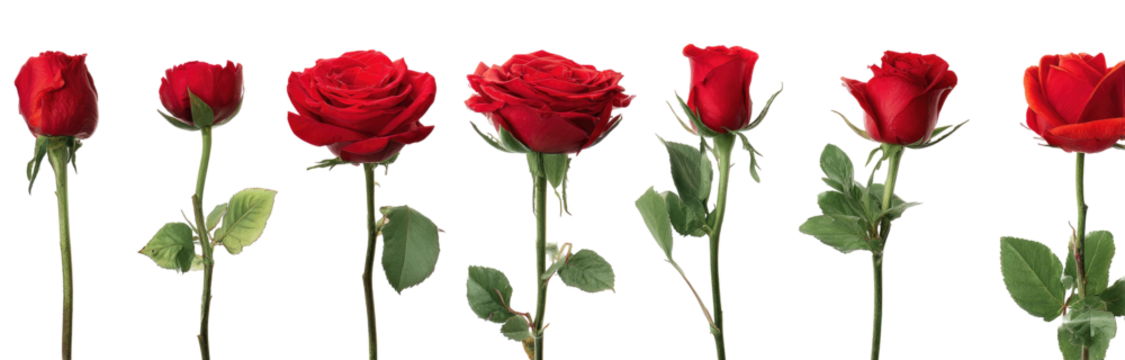Red roses in a row against black background.  Seven blossoms with varying degrees of openness, each on a stem with leaves