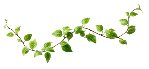 A vibrant vine with delicate green leaves