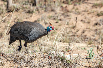 South Africa, Kruger National Park, Helmeted Guineafowl (Numida meleagris)