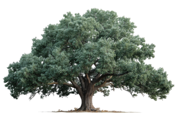 Mature, full-bodied tree with broad canopy