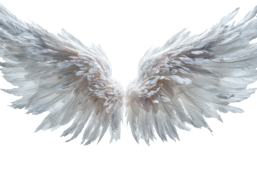 Pair of pristine white angel wings