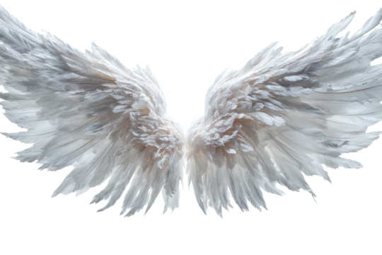 Pair of pristine white angel wings
