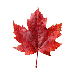 Fototapeta premium Vibrant autumnal maple leaf