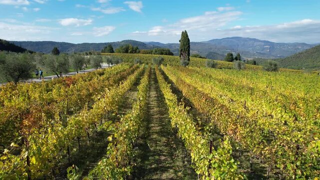 Splendid vineyards in the Tuscan countryside near Florence turn yellow in autumn season. Aerial view of yellow vineyards near Pontassieve. Italy