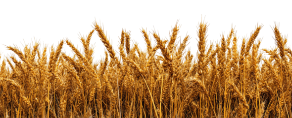 Golden wheat stalks in a field